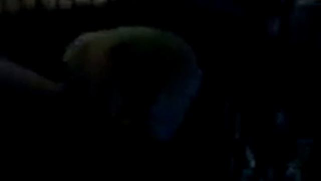 William the Goat and Alexis the Goat смотреть онлайн