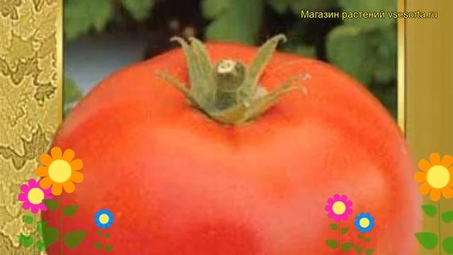 Томат обыкновенный Богатырь. Краткий обзор, описание характеристик, где купить семена Bogatyr' смотреть онлайн