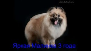 как растет и меняется шпиц