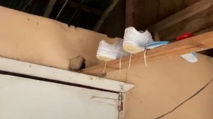 Доминикана / Местные Барбершоп и Курятня с Рустамом Борода и Дд / Жизнь в Доминикане