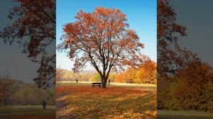 Клен ты мой опавший