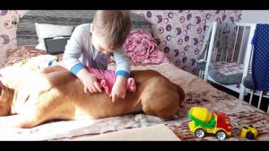 АМЕРИКАНСКИЙ СТАФФОРДШИРСКИЙ ТЕРЬЕР самая опасная порода