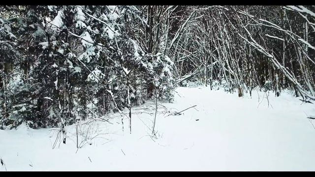 Зимний лес 2021