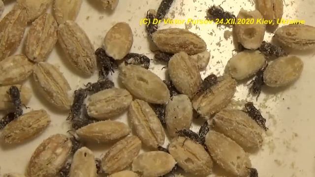 Жук Долгоносик Рисовый. Вооружен и Очень Опасен. Разыскивается Энтомологами и Агрономами. смотреть онлайн