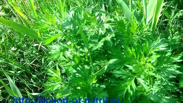 Кормление нутрий-1 на сайте Нутрии от малька до шубы 1.mpg смотреть онлайн