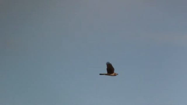 Northern Harrier, USA. Полевой лунь, США (1288sp) смотреть онлайн