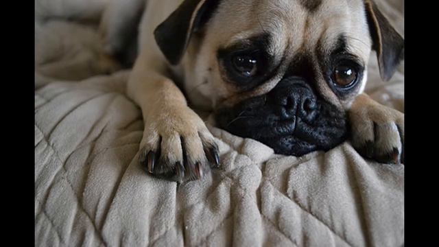 Мопс смотреть онлайн