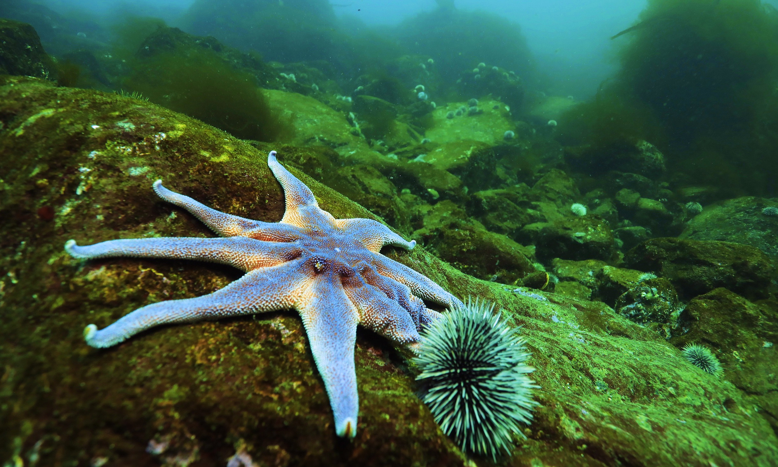 Ролик. Северная Норвегия (2 часть). смотреть онлайн