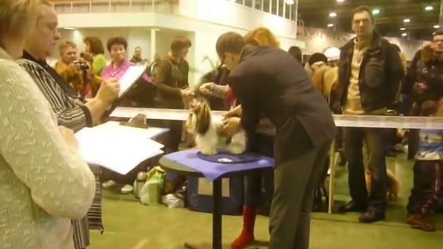 Выставка собак в Москве. Ринг биверов. Бивер йорк. смотреть онлайн