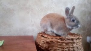 Кролики. Карликовые и декоративные. В чем разница?