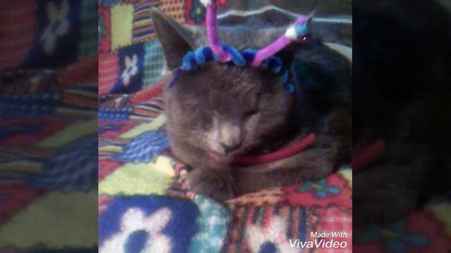 Сайману 11 месяцев. смотреть онлайн