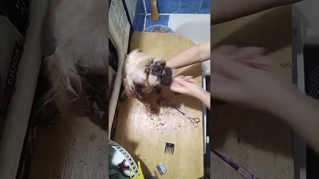 СТРИЖКА ШИ-ТЦУ КУПЕР смотреть онлайн