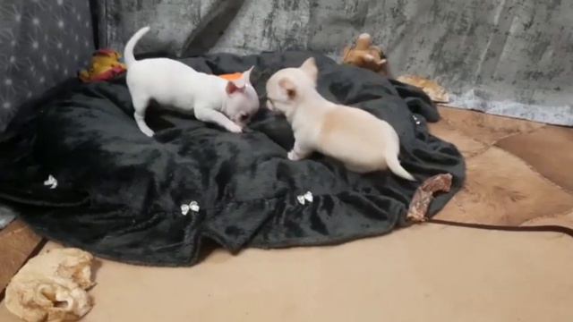 мальчики чихуахуа смотреть онлайн