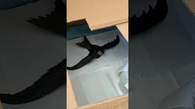 Мы подобрали птенца стрижа, вырастили его и отпустили в Небо