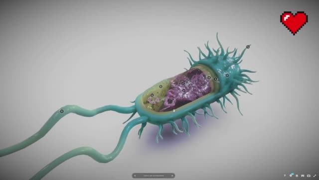 Строение бактерий. Изучаем в 3D смотреть онлайн