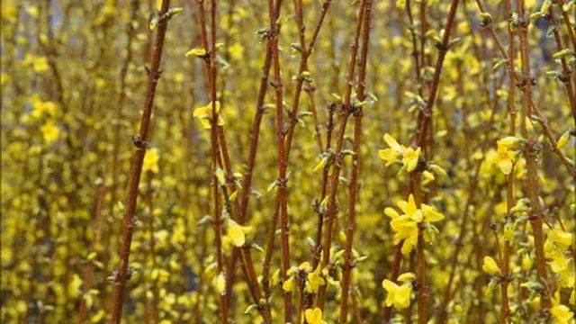 Establishing Forsythia Shrubs as a Hedge смотреть онлайн