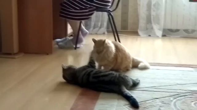 Коты дерутся за место!!!! смотреть онлайн
