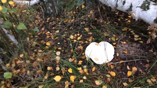 Эти грибы можно есть? Тихая охота. В поиске белых грибов. смотреть онлайн