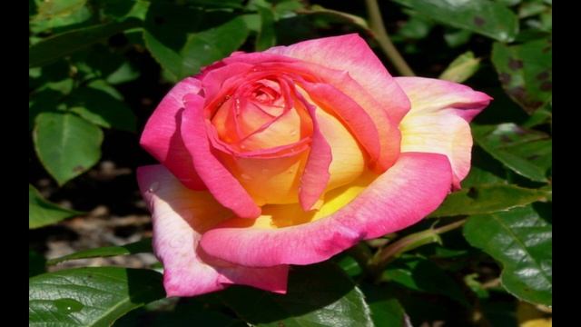 Красивые розы открытки - лучший подарок beautiful roses смотреть онлайн