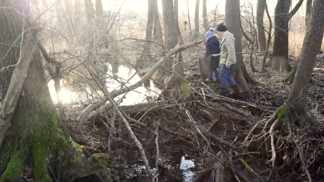 Водяной скорпион на канале нескучная жизнь. смотреть онлайн