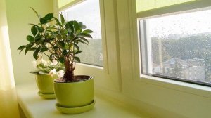 Приметы и суеверия про фикус, можно ли держать дома, и хорошо это или плохо