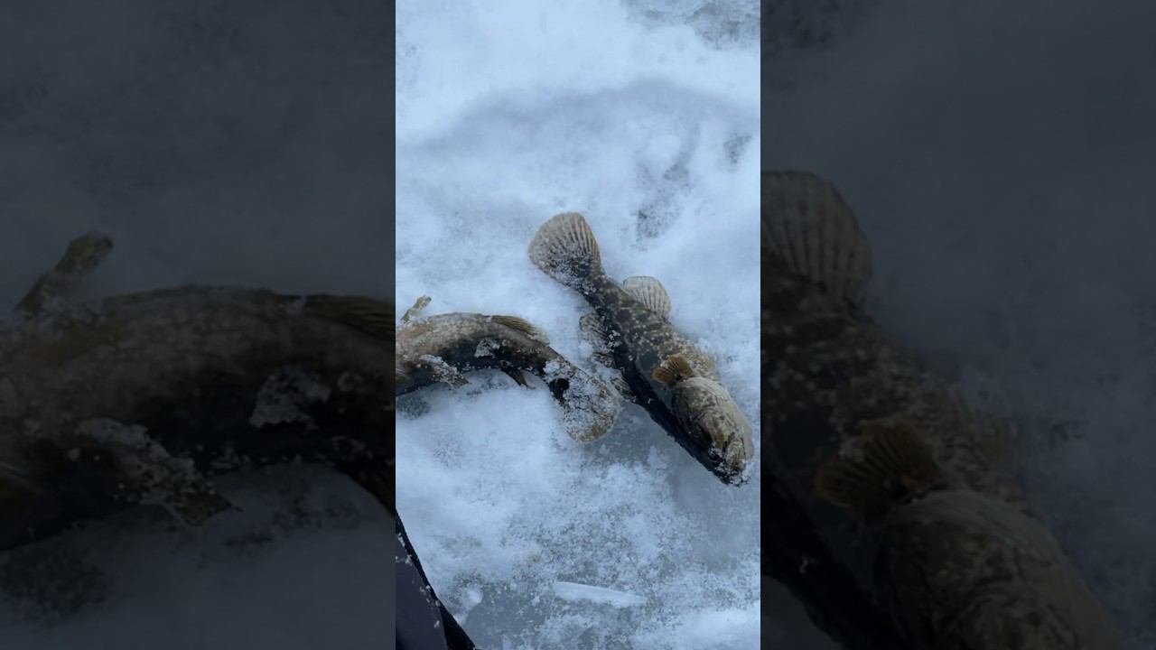 У берега ротан крупнее #ротан #первыйлёд #рыбалкакстово смотреть онлайн