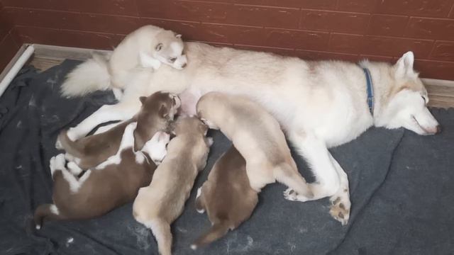 Ночью её не стало. ХАСКИ БАЛТО требует свободу смотреть онлайн