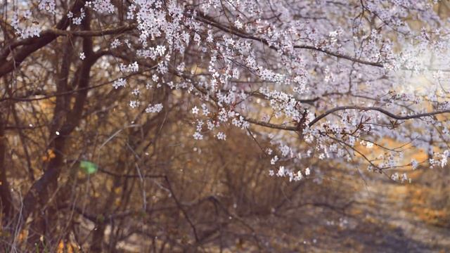 Манящая спокойная японская музыка. Расслабляющая музыка для сна. Японские мотивы. Relax. смотреть онлайн