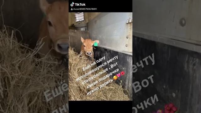 Телочка Джерсейской породы уезжает в новый дом . смотреть онлайн