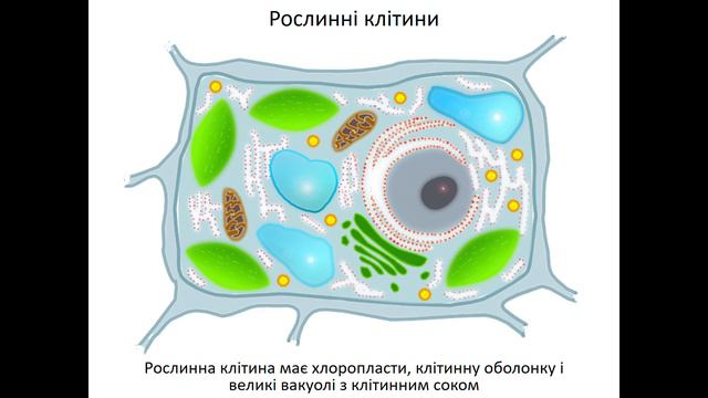 6 клас 9 Відмінні риси клітин смотреть онлайн