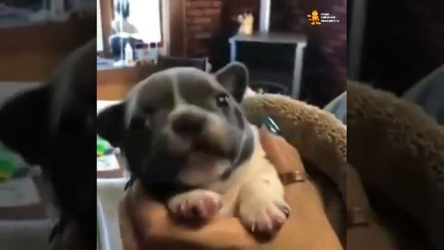 ► Маленький щенок учится гавкать смотреть онлайн