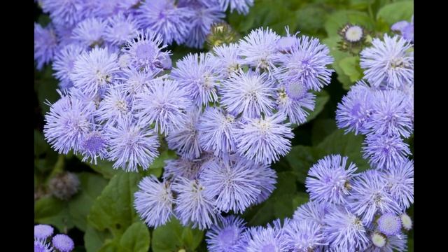 СКАБИОЗА (SCABIOSA) сем. Ворсянковые смотреть онлайн
