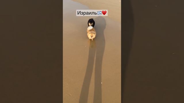 Померанский шпиц❤️ #померанский #шпиц смотреть онлайн