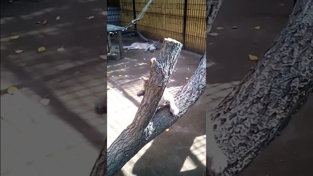 Котята канадской пумы исследуют обновлённый вольер. смотреть онлайн