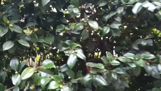 Крым. Партенит. Предновогоднее. 24 декабря 2022