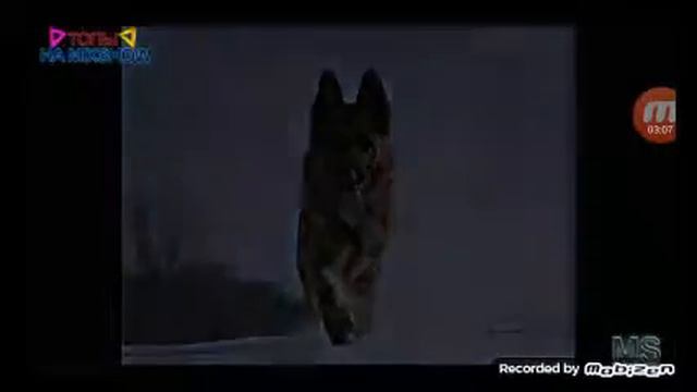 Топ 10 самых опасных породы собак в мире смотреть онлайн