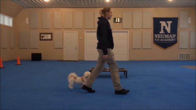 Esse (Havanese) Boot Camp Dog Training Video Demonstration смотреть онлайн