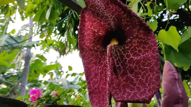 Dutch man's pipe vine plant !! Aristolochia creeper vine !!! പൊളി ഐറ്റം смотреть онлайн