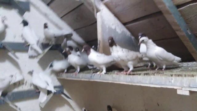Голуби Бойные Ст Кривянская смотреть онлайн