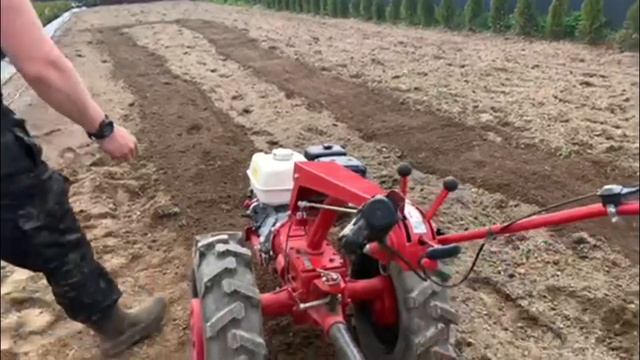 Мотоблок МТЗ культивирует почву активной фрезой под туи Смарагд. Мотокультиватор для голубики смотреть онлайн