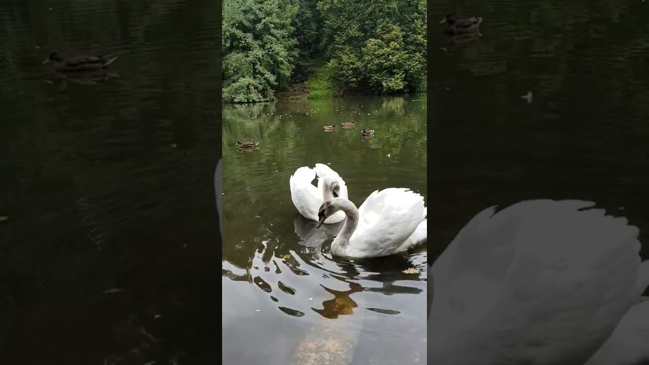 #лебеди #живоеобщение #живаяприрода смотреть онлайн