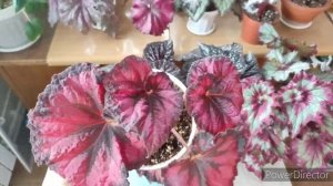 Сняла бегонии с фитиля, какой полив лучше для бегонии?