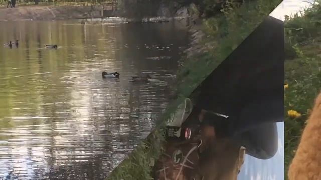 Тимирязевский парк. Видеозарисовка смотреть онлайн