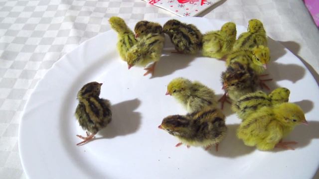 Вика и Папа играют в ресторан как Лайк настя и папа / Vika and Dad pretend play a restaurant смотреть онлайн