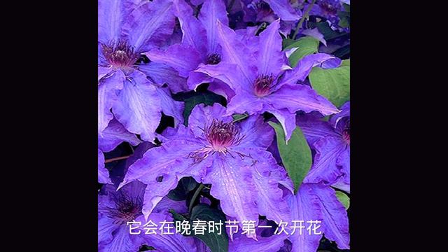 耐寒的大花铁线莲。【莎拉养花】 смотреть онлайн