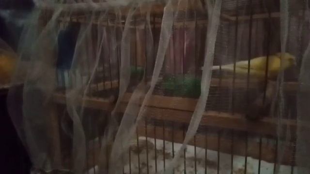 Вторая кладка белой канарейки. Ответы на вопросы.