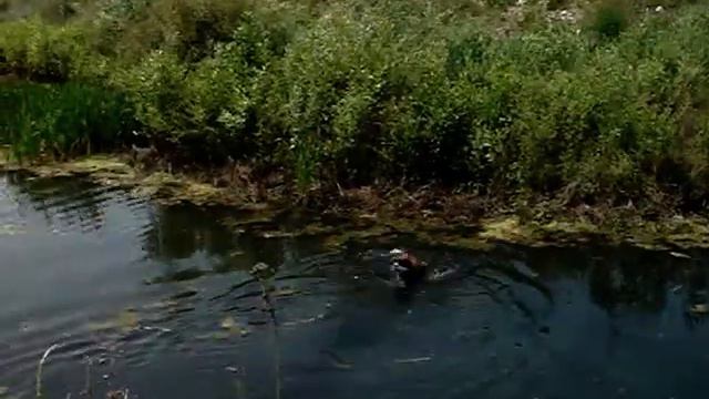 Унгарска визла - апорт смотреть онлайн