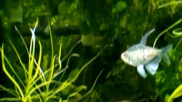 #Aquarium. Мой аквариум ночью. Архив. смотреть онлайн