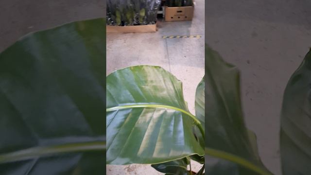 Стрелиция Николая. Купить в СПб @janaplants смотреть онлайн