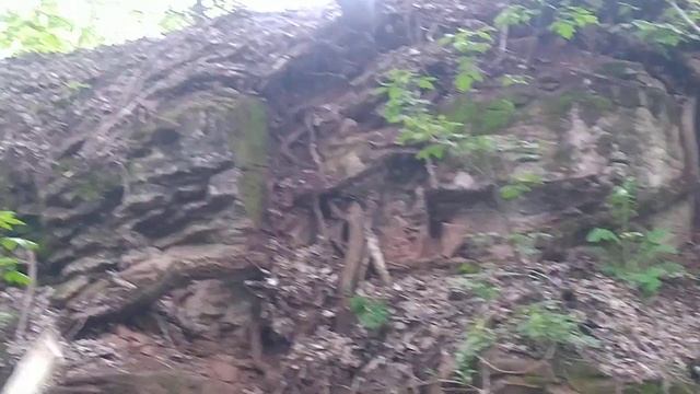 корни, деревья прорастают через камень. смотреть онлайн